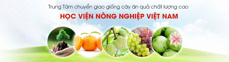 Banner Cây giống
