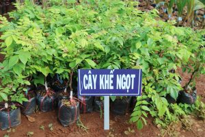 Cây giống Khế ngọt