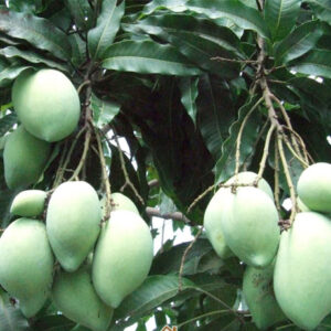 Cây xoài