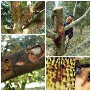Kỹ thuật phòng trị bệnh cây sầu riêng