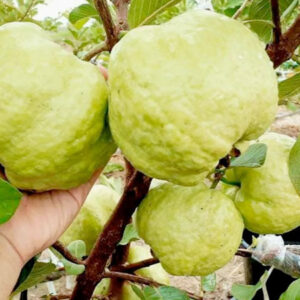 Cách trồng ổi không hạt