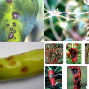 Sâu bệnh hại cây ớt