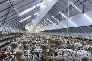 Trồng nấm trong nhà kính có những ưu điểm như kết cấu chắc chắn, kiểm soát môi trường và tiết kiệm chi phí