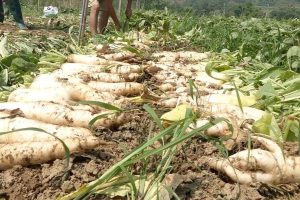 Bà con nông dân thắng lớn nhờ áp dụng kỹ thuật trồng Củ cải đường đúng cách