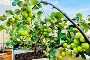 Cây táo Thái trồng chậu ban công
