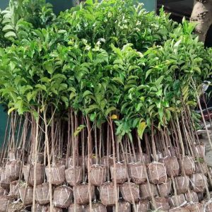 Cây giống Chay ruột đỏ thoát thân 1.5m-2m2
