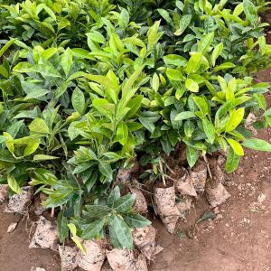 Cây giống Chanh đào cao 25-50cm