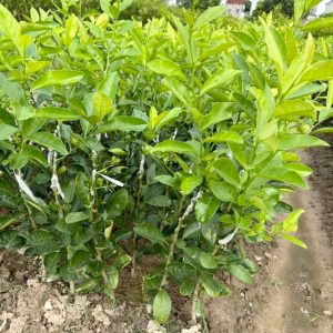 Cây giống Chanh tứ quý ra quả quanh năm, trái mọng nước