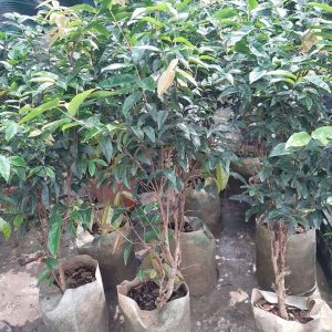 Cây giống Nho thân gỗ 12 vụ trưởng thành
