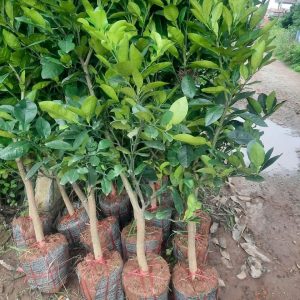 Cây giống Bưởi Diễn chuẩn giống Phúc Diễn