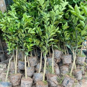 Cây giống Cam Vinh đặc sản Nghệ An