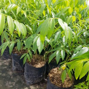 Cây giốc Cóc Thái