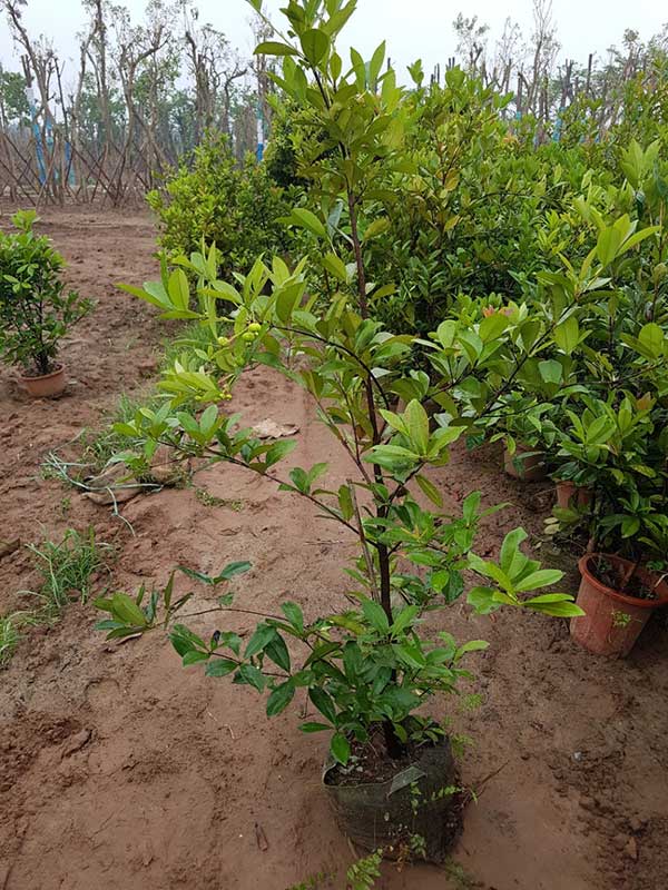 Ảnh cây giống cây Cherry tại vườn
