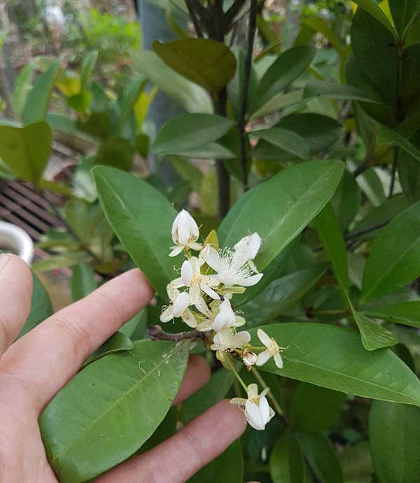 Cây cherry Brazil tại vườn đã có hoa như hình cao từ 1.5 – 2m