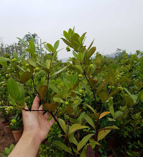 Thường xuyên chăm sóc cây để cho năng suất cao