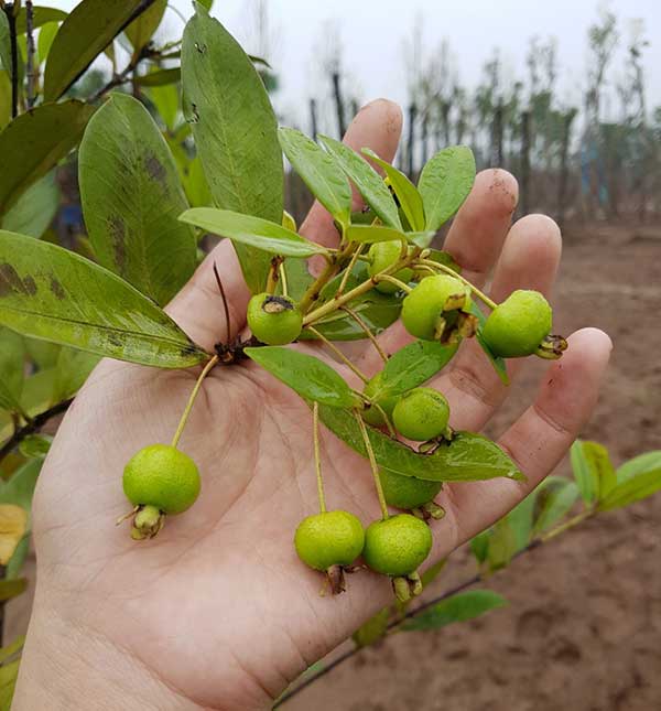 Thu hoạch quả cherry Brazil cần nhẹ nhàng để tránh dập quả