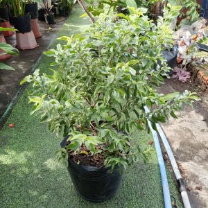 Cây giống Ổi sẻ lá kim (Ổi xá lị)