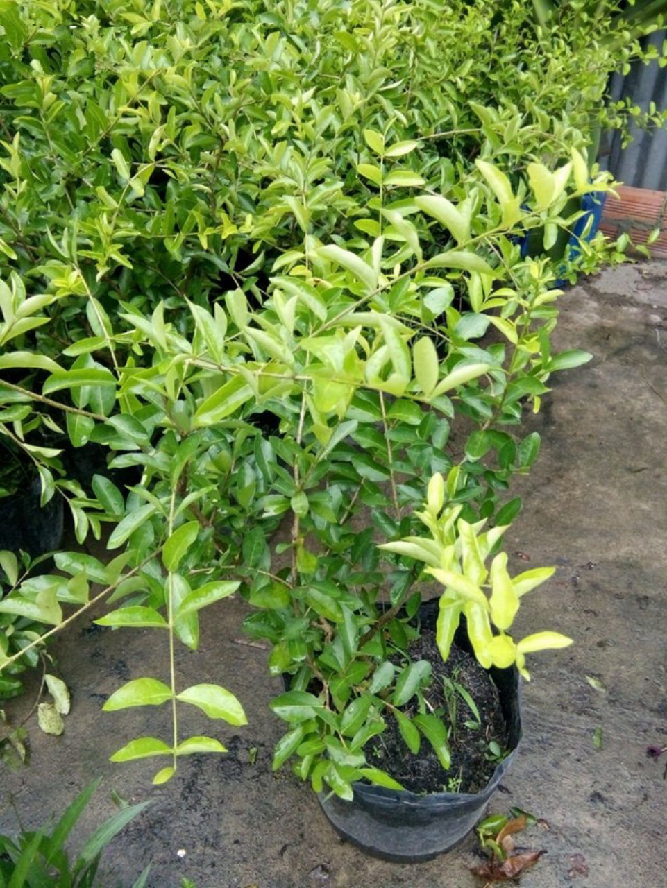 Cây giống Sơ ri tại vườn cao 60-80cm