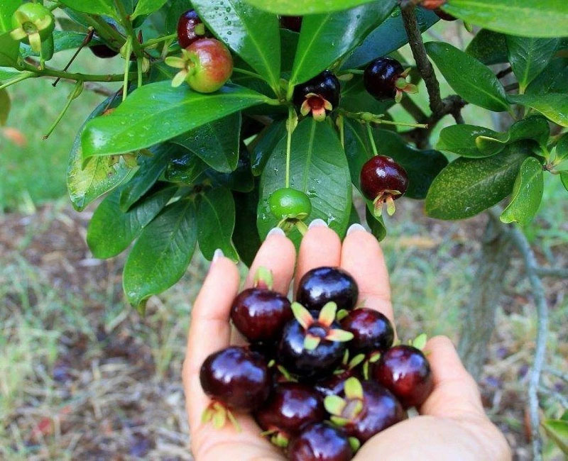 Quả cherry Brazil rất tốt cho sức khỏe