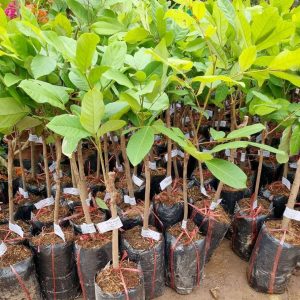 Cây giống Chôm chôm