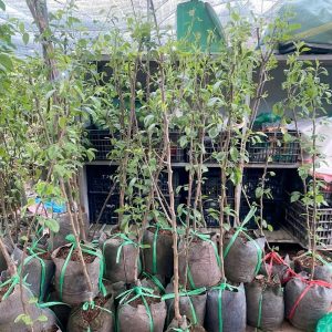 Cây giống Lê đỏ Nam Phi
