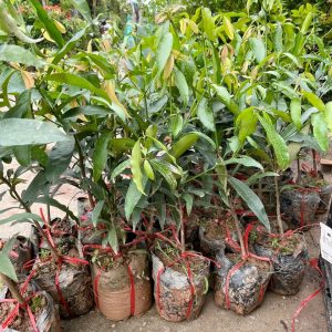 Cây giống Măng cụt