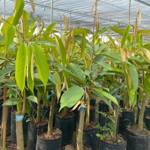 Cây giống Sầu riêng ruột đỏ năng suất cao