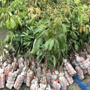 Cây giống Vải không hạt