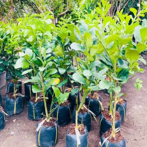Cây giống bưởi Da xanh