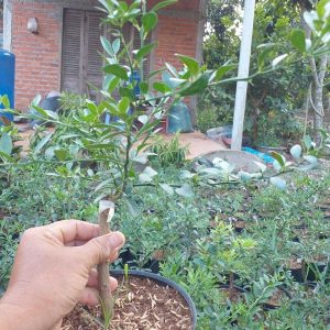 Cây giống Chanh ngón tay hay còn gọi là Chanh trứng cá Hồi