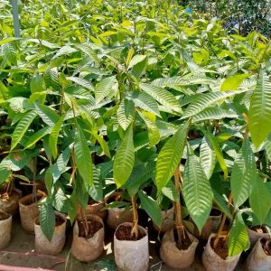 Cây giống Hồng xiêm ruột đỏ Khổng lồ Thái Lan