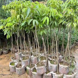 Cây giống Nhãn lồng Hưng Yên