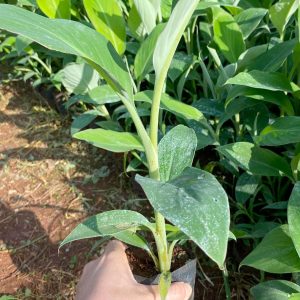 Cây giống Chuối hột rừng