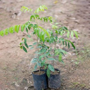 Cây giống Mắc mật