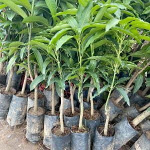 Cây giống Xoài Thái siêu trái, dễ trồng