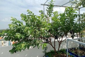 Cây ổi Găng trồng chậu ra trái sau 6 tháng trồng