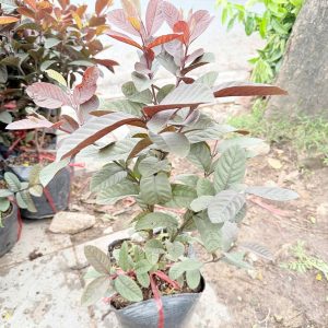 Cây giống Ổi tím