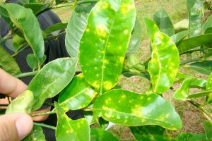 Bệnh vàng lá, đốm dẫn tới thối rễ, chết cây