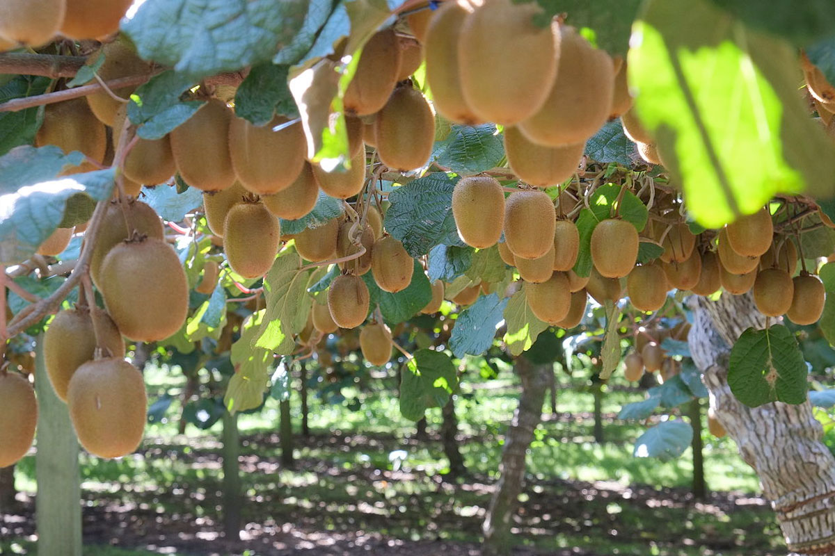 Cây Kiwi leo giàn độc đáo, hợp khí hậu Việt Nam