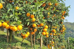 Cây Quýt đường cho thu hoạch sau 24 tháng