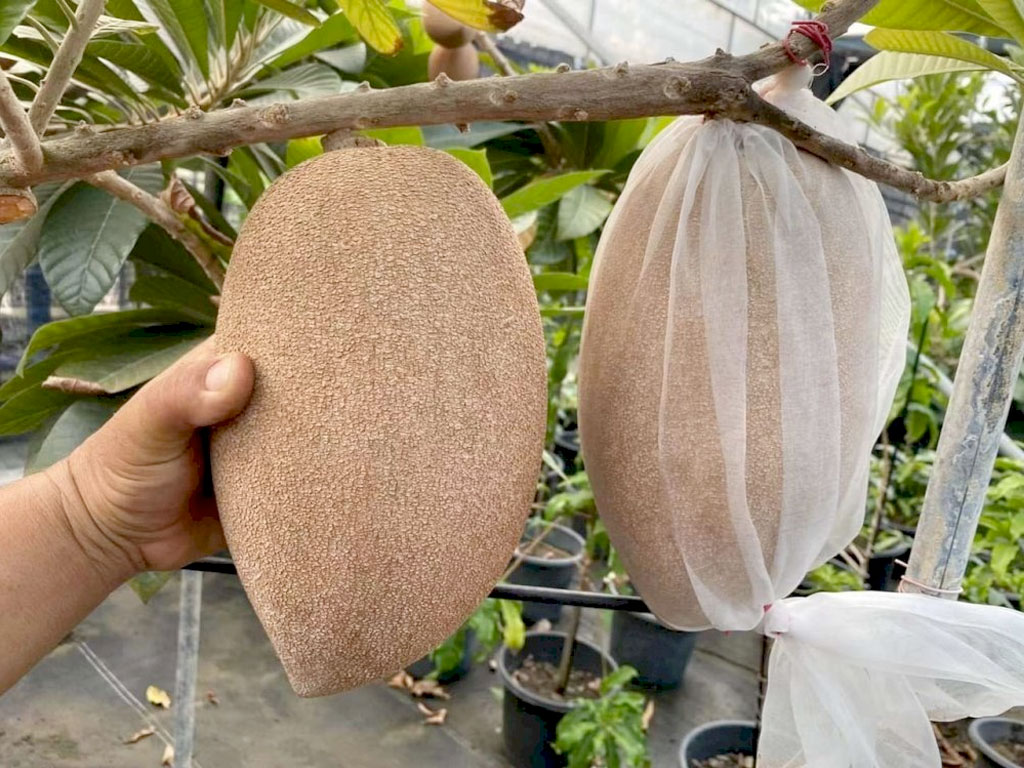 Hồng xiêm ruột đỏ khổng lồ, mọng nước, ngọt và giàu dinh dưỡng