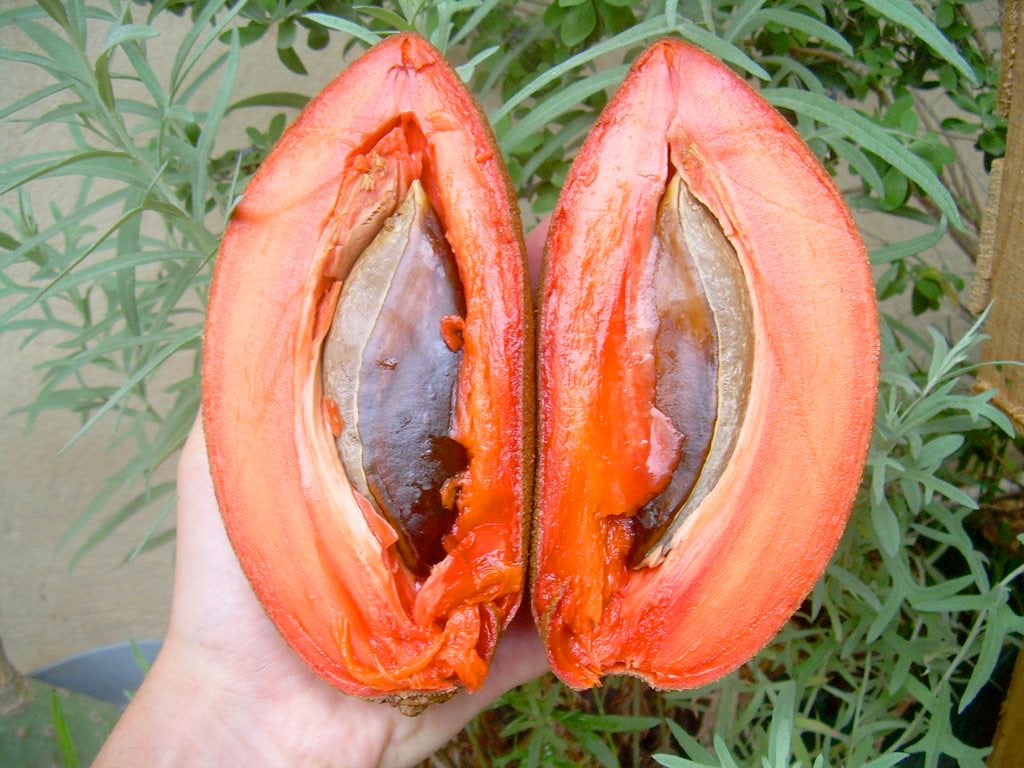 Quả Hồng xiêm ruột đỏ có kích thước trái khổng lồ