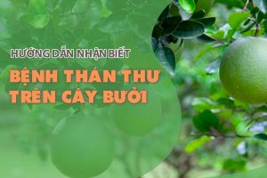 Bệnh Thán thư trên cây Bưởi và Cách phòng trừ hiệu quả