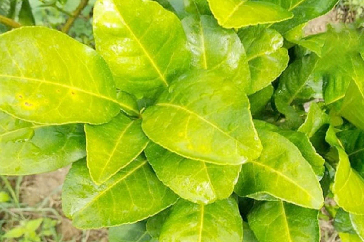 Bệnh vàng lá trên cây Bưởi