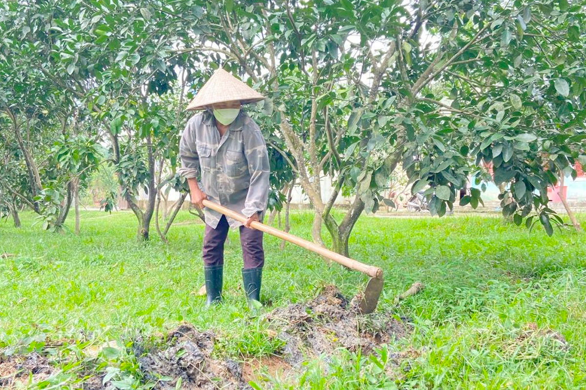 Mùa mưa là thời điểm Bệnh ghẻ loét phát triển mạnh do đó cần thoát nước và chăm sóc tốt