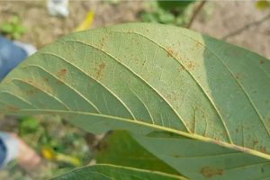 Bệnh ghẻ trên cây Bơ do nấm Sphaceloma perseae gây ra