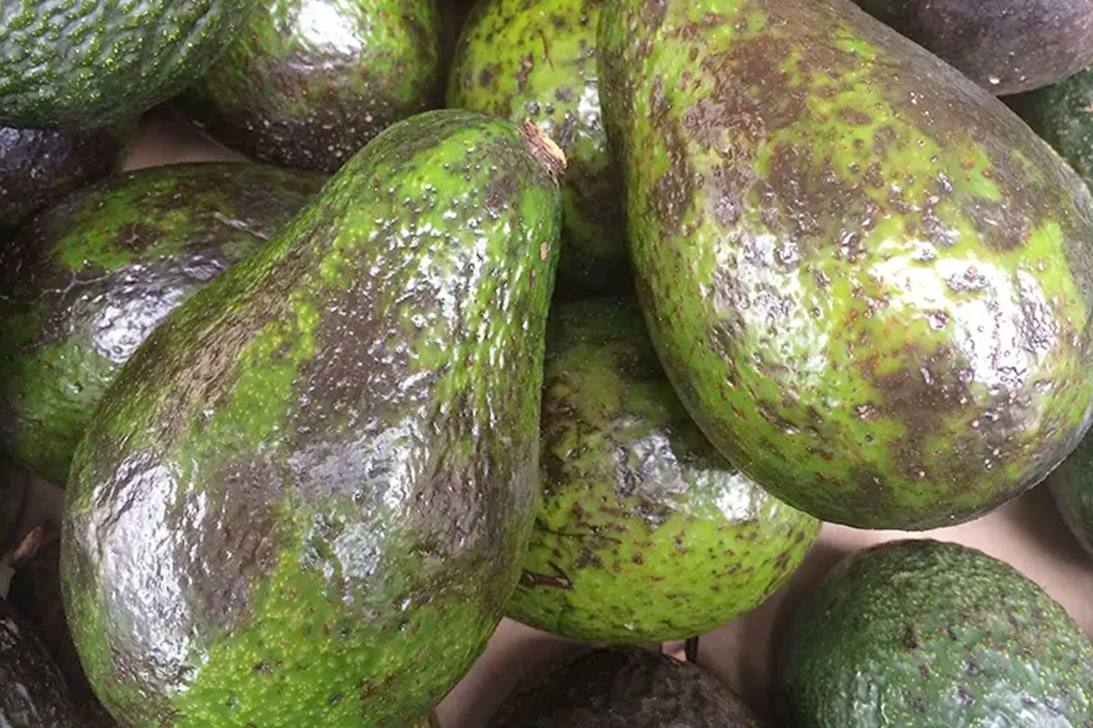 Bệnh Thán thư trên cây Bơ
