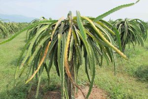Bệnh vàng cành, thối đầu cành khá phổ biến trên cây Thanh long