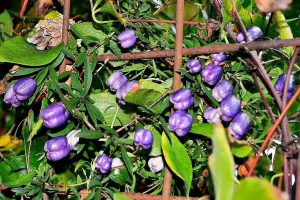 Cây Táo tím có tên khoa học là Billardiera longiflora