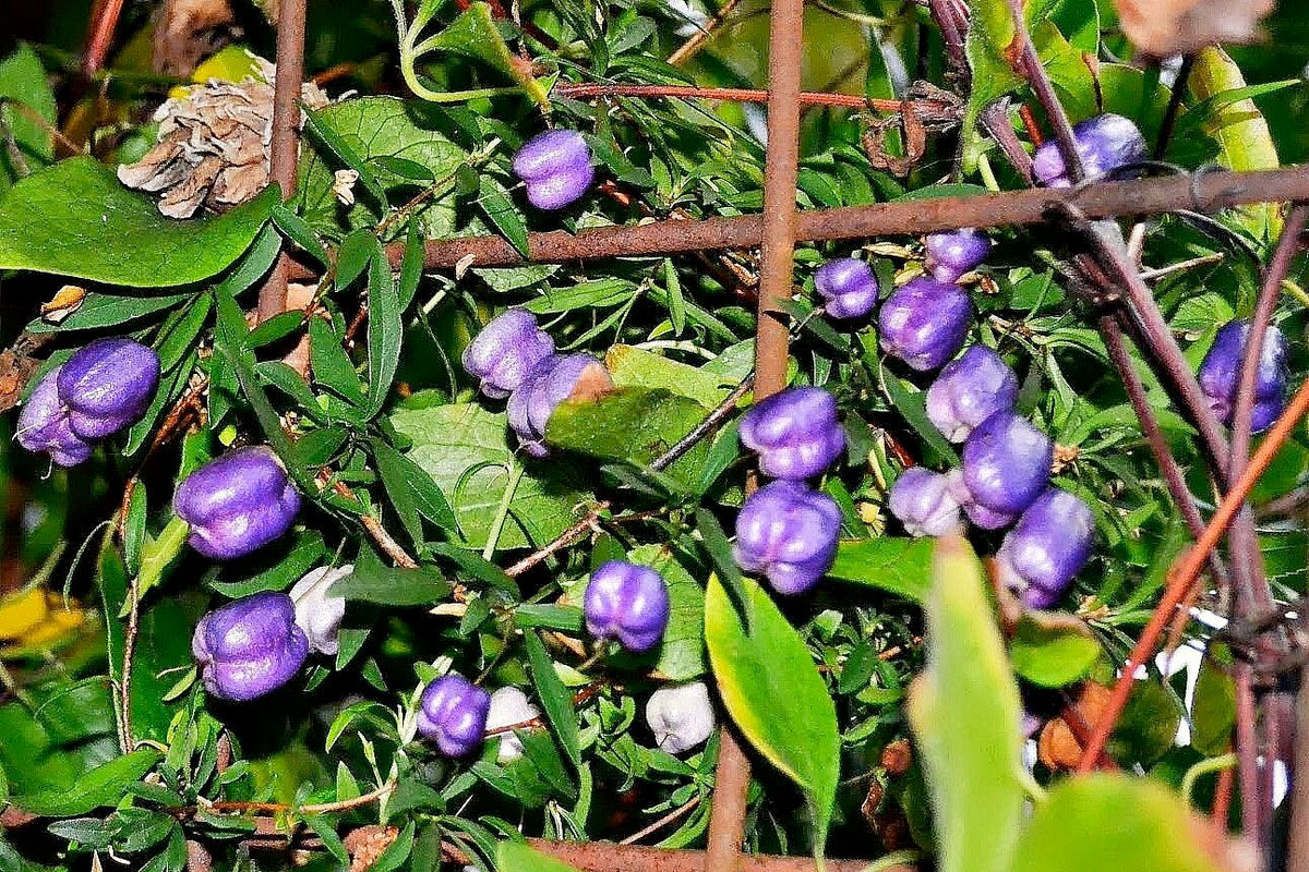 Cây Táo tím có tên khoa học là Billardiera longiflora